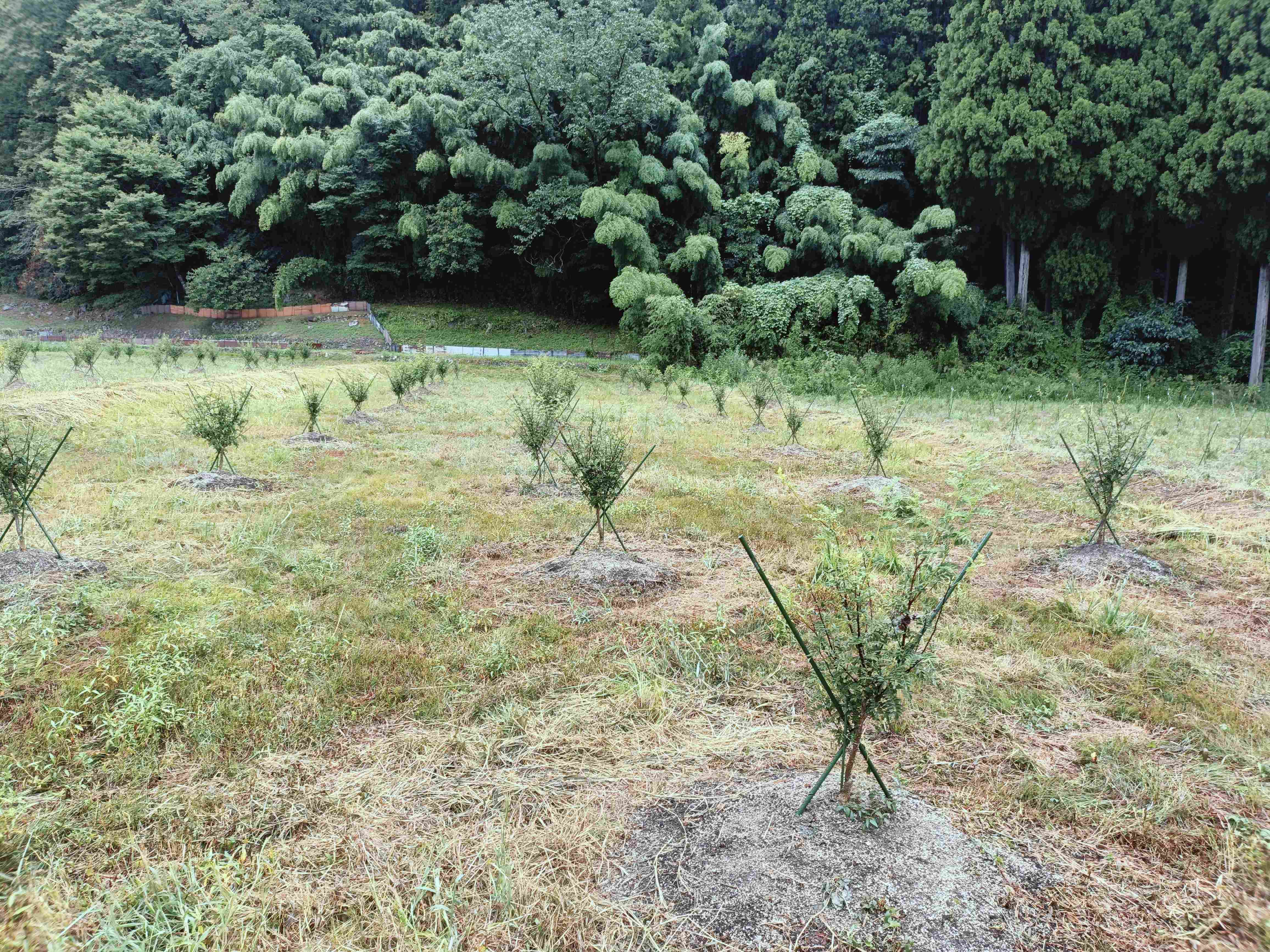 山椒栽培の様子