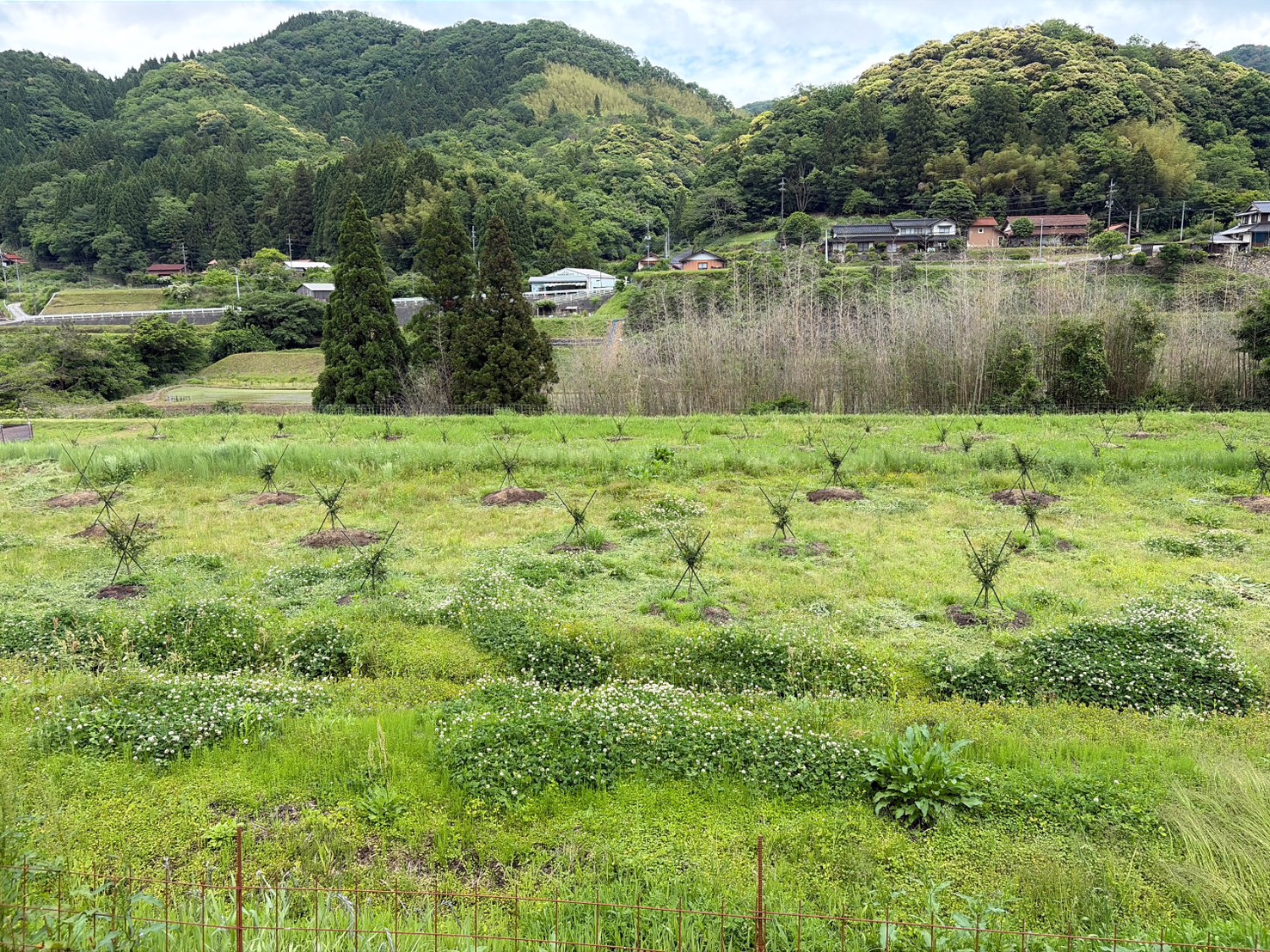 山椒の様子
