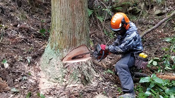 大径木を伐り倒す爽快感は最高です