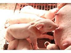 生まれたての子豚
