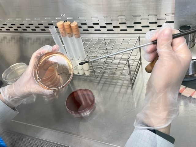 微生物検査