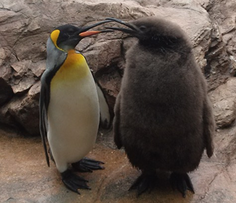 ペンギン親子