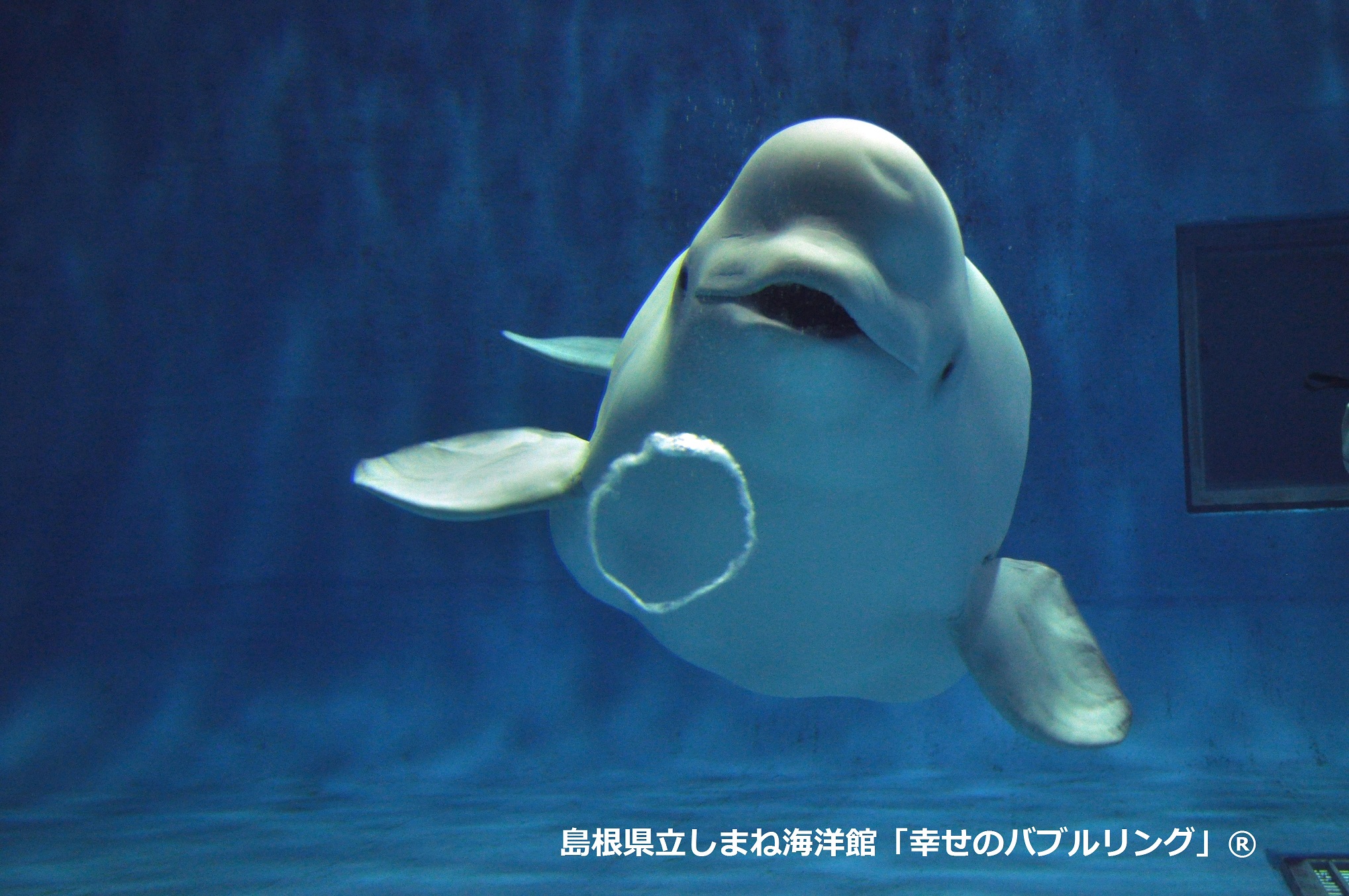 シロイルカのバブルリングで有名な水族館
