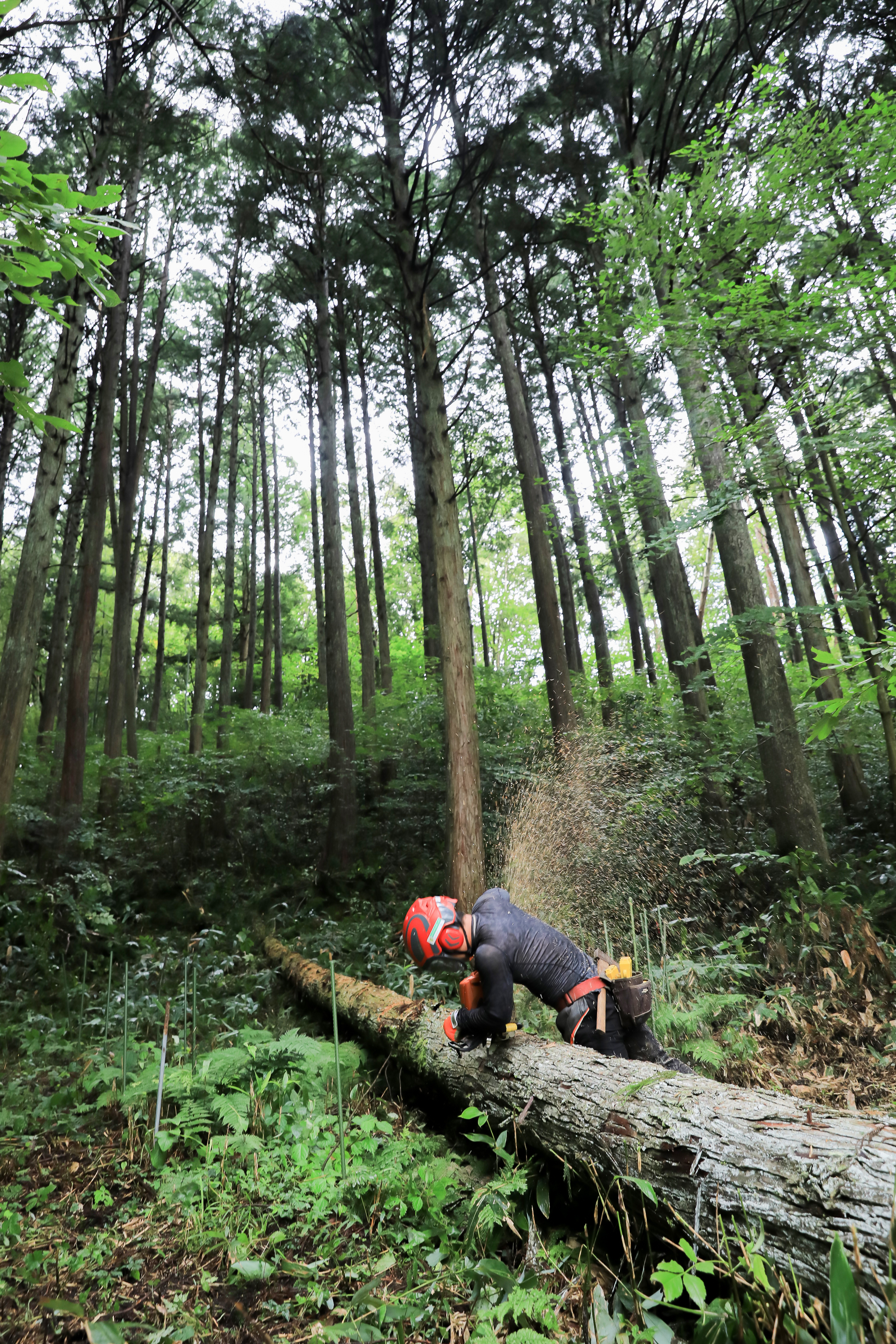自然が大好きな人、集まれ～！！