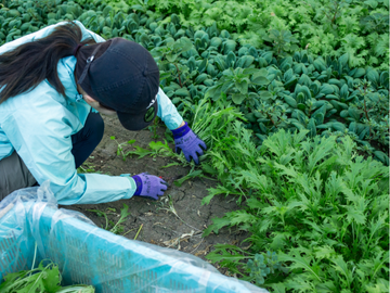 有機農業体験のようす