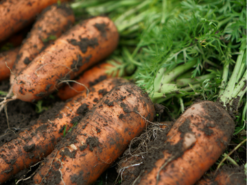 採りたての有機ニンジン